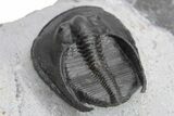 Harpes (Scotoharpes) Trilobite - Boudib, Morocco #226077-4